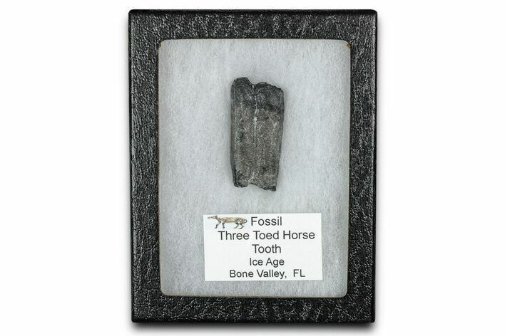 Fossil Three-Toed Horse Tooth - Bone Valley, Florida #336403